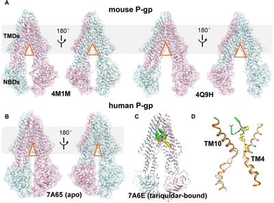 Membrane-assisted tariquidar access and binding mechanisms of human ATP-binding cassette transporter P-glycoprotein